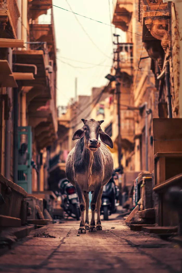 I Took Pictures Of Urban Wildlife, Here Are 10 Of Them