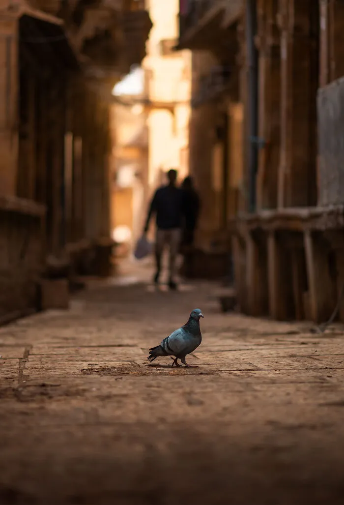 I Took Pictures Of Urban Wildlife, Here Are 10 Of Them