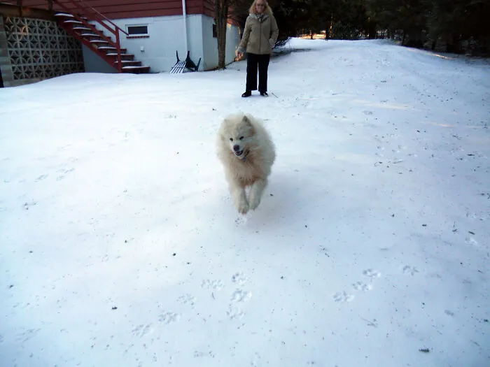 My Samoyed Sasha In Full Charge!