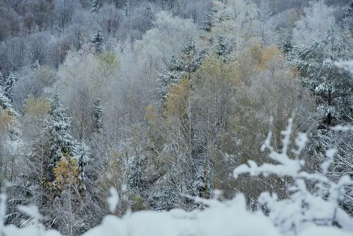 I Captured Frosty Autumn