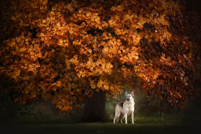 Lizzie The Shepherd Mix Admiring The Peak Of Autumn