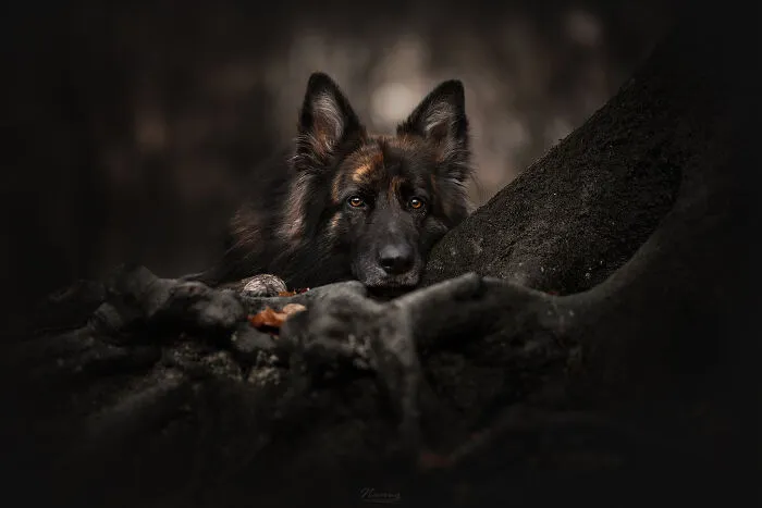 Chef The Old German Shepherd Find The Perfect Spot To Blend Into The Forest