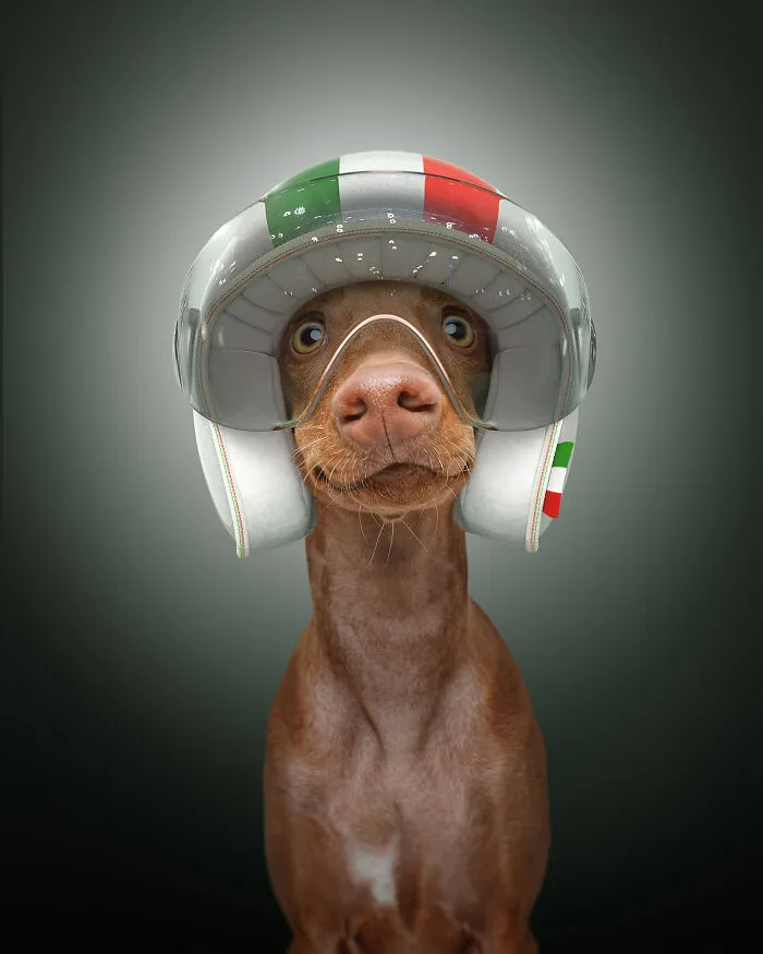 Cirneco Dell'etna (26 Mph)