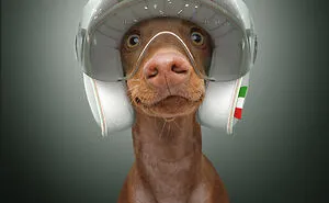 We Portrayed Our Four-Legged Companions As The Fastest Dogs In The World (14 Pics)