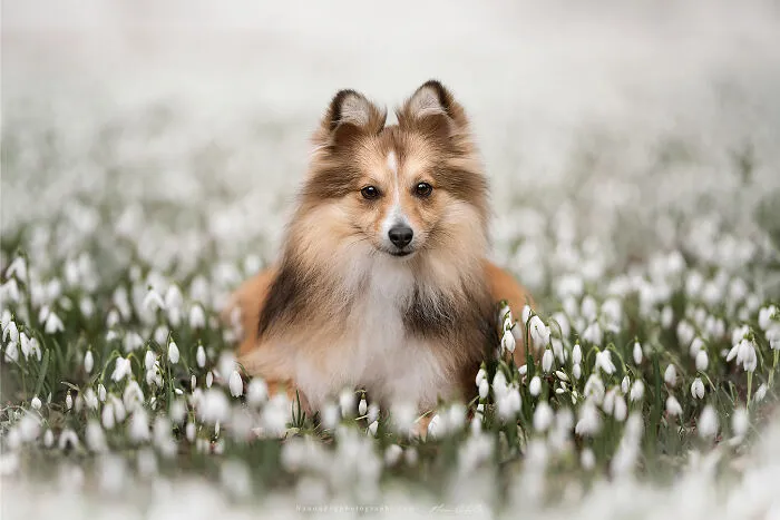 Sheltie Emo Between A Carpet Of Snowdrops