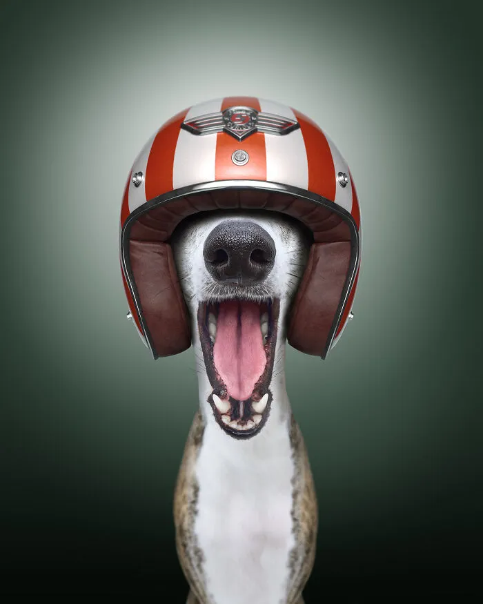 The Whippet (35 Mph)