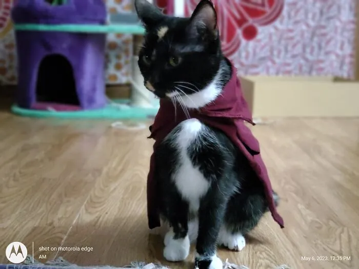 Gizmo Modeling Her Cape