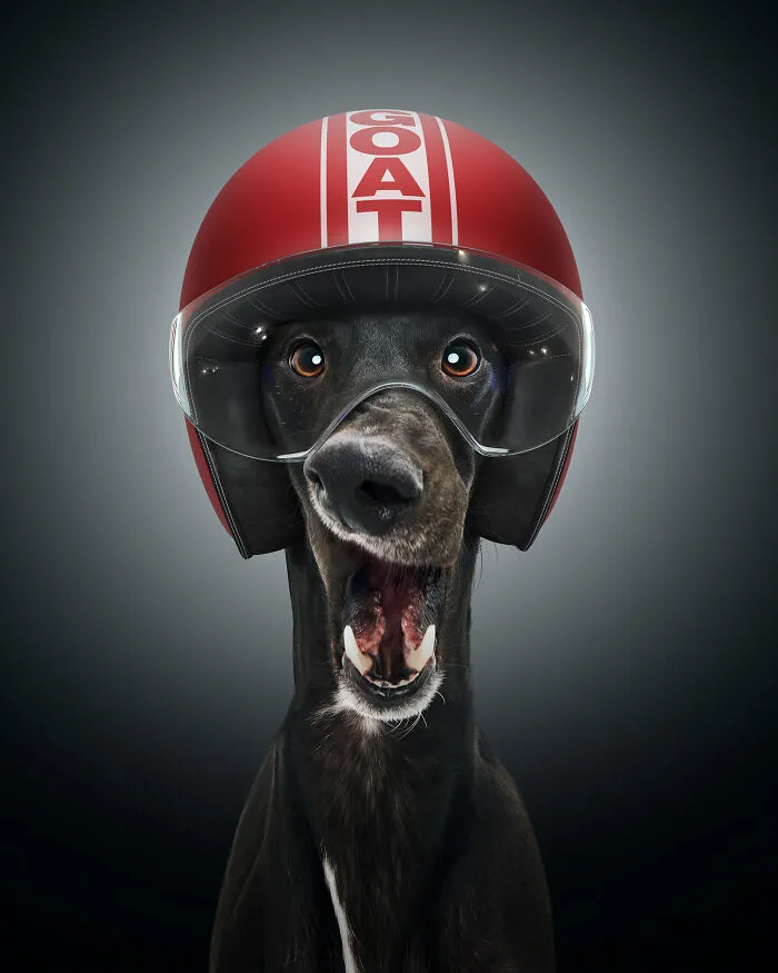 The Greyhound (45 Mph)