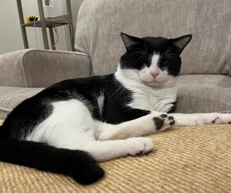 Hey Pandas, Post A Cute Pic Of Your Pet.