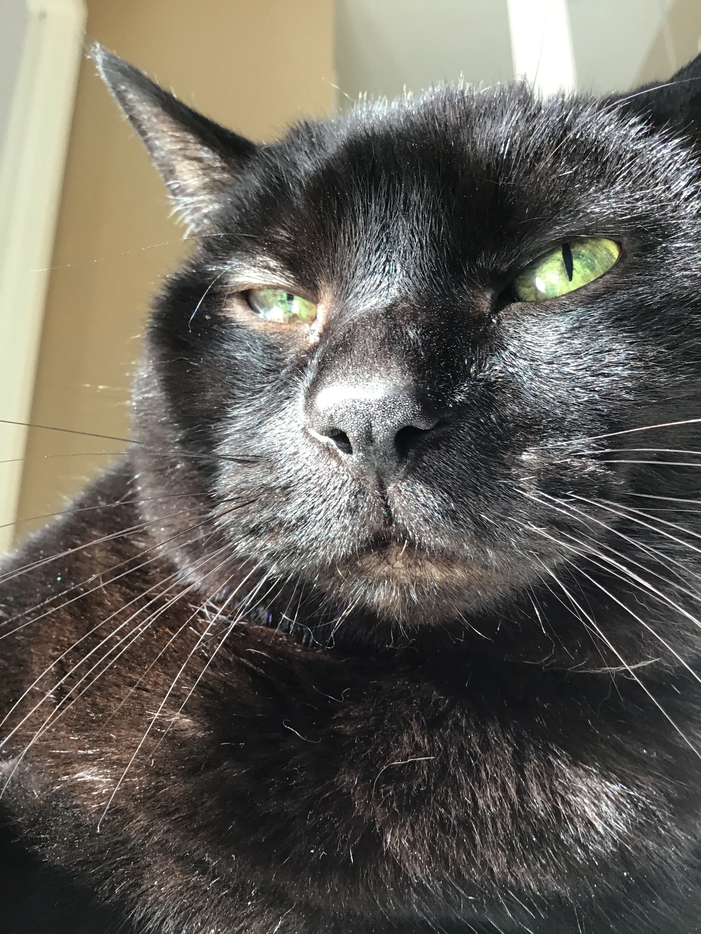 Hey Pandas, Post The Best Picture Of Your Cat.
