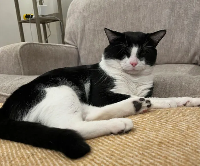 This Is My Boy, Mauser. We Found Him At A Park And Decided To Adopt Him. We Had My Brother Name It Because He Always Wanted A Cat