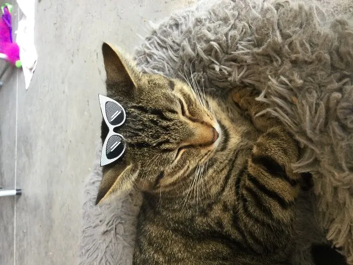 Sleepy Cats But So Fire