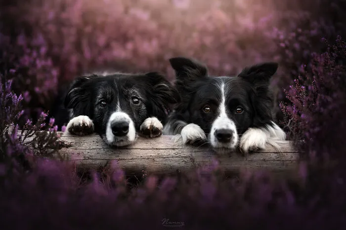 Border Collies Hope And Kyle Acting Like The Cutest Duo During The Heather Season