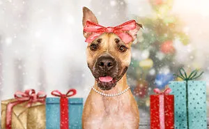 I Took 12 Portraits Of Dogs And Turned Them Into A Cute Calendar To Support A Local Rescue (12 Pics)