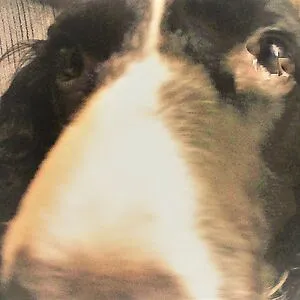 Booper