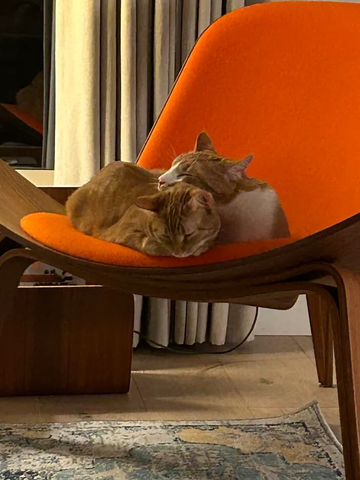They Fell Asleep Mid-Groom