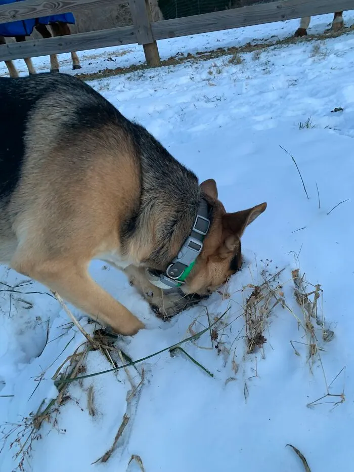 Leo With His Nose In The Snow (Taken In January)