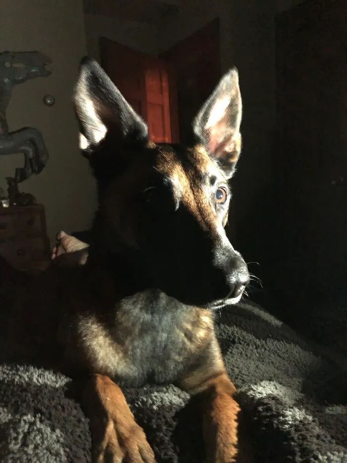 Kilo Actually Being Still  Accidental Renaissance Photo, No Editing