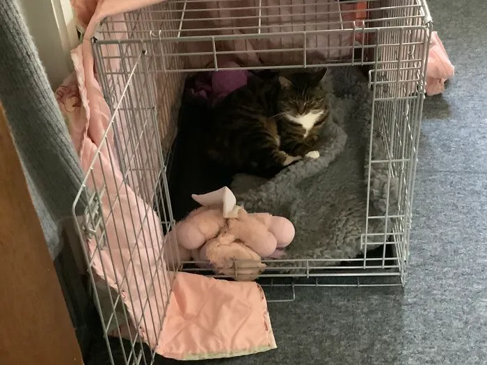 Tabitha Has Claimed The Dog Crate And Lexi Is Now Too Scared To Enter!!!
