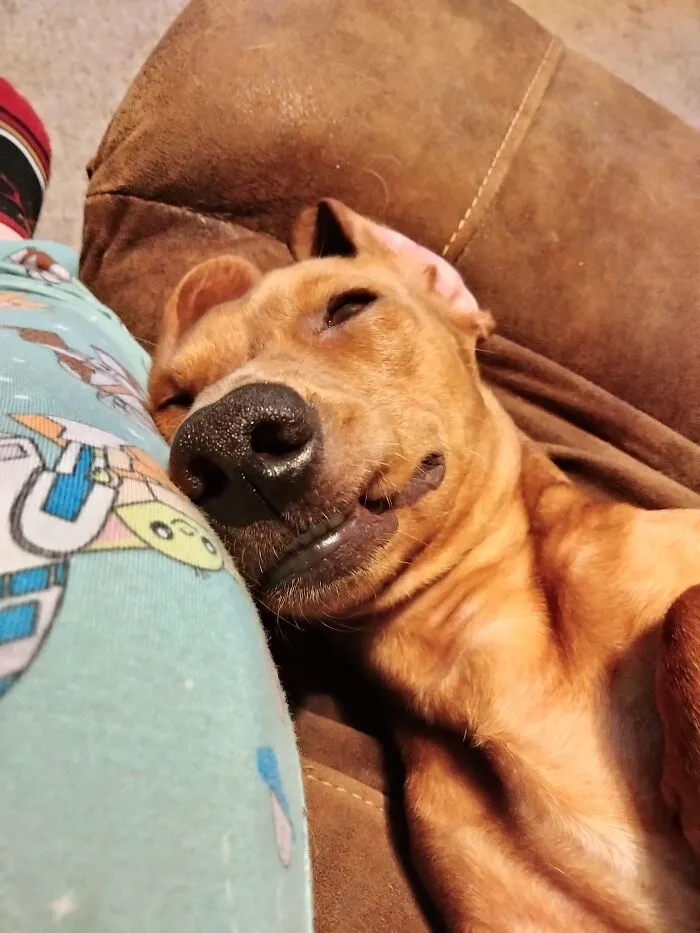 Absolutely Snoozin'