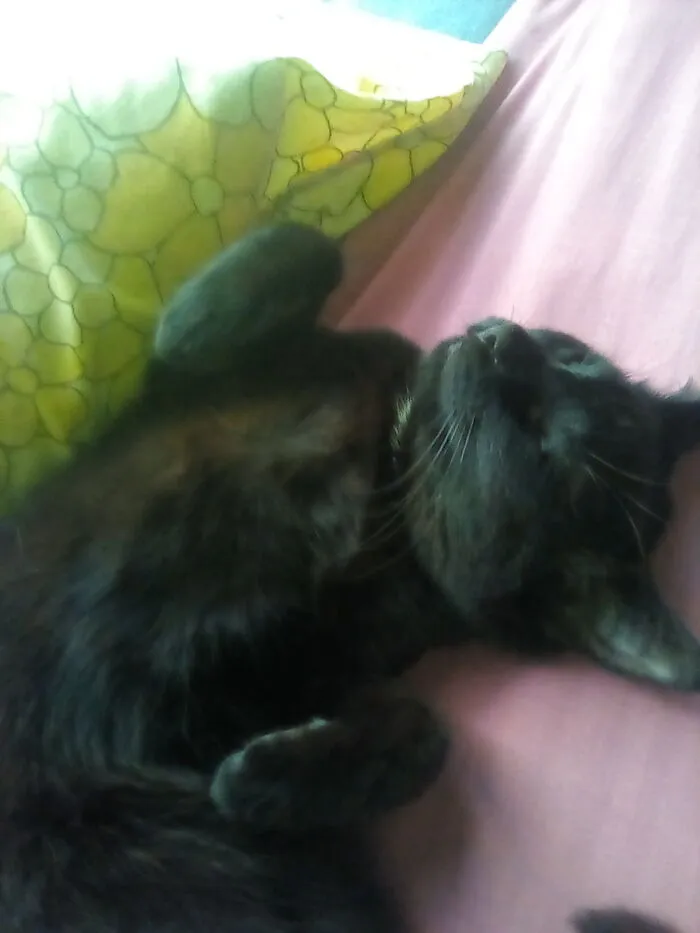 Charlie The Cat! :d