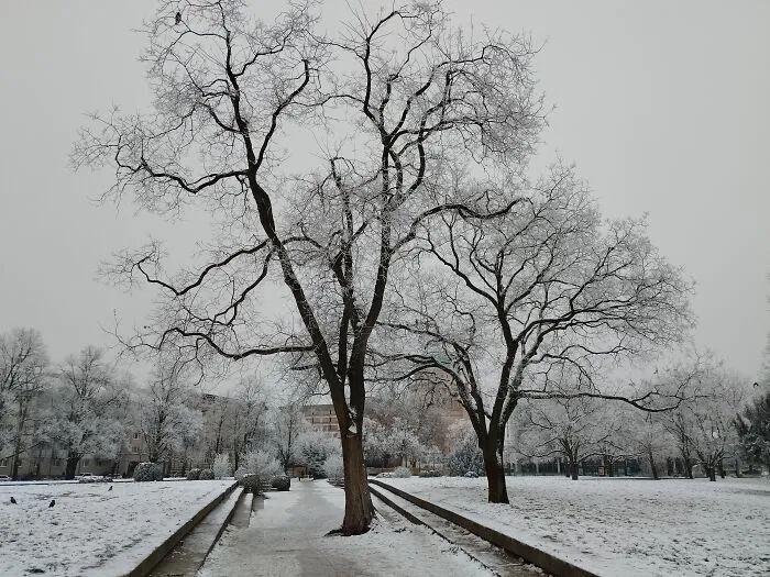 Trees In The Winter