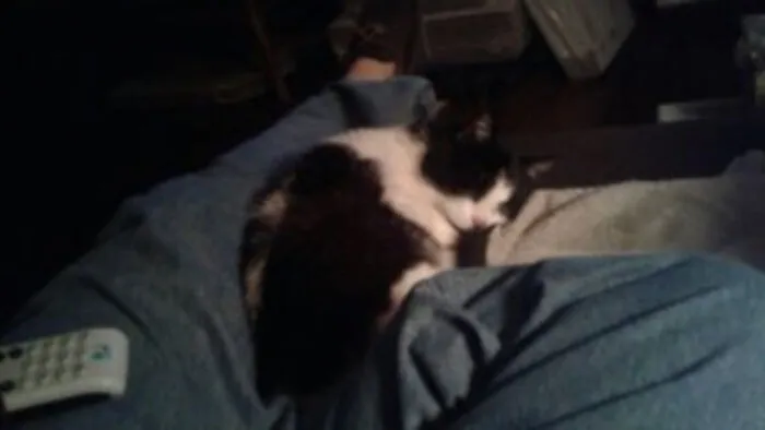 Daisy Taking Her Place On The Recliner
