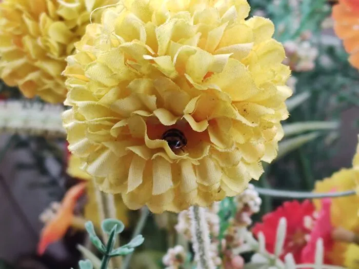 A Clever Ladybug Finding Shelter From A Cold Wind