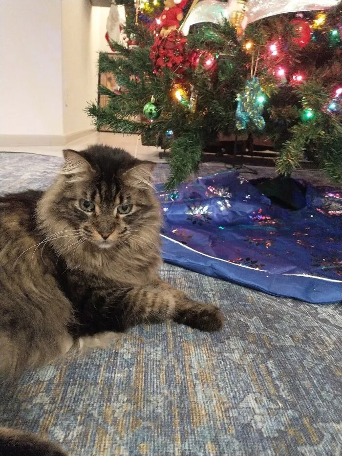 My Best Pal Junior Loves Christmas. I Love Watching Him Stare Up At The Lights. Luckily, He Doesn't Attack The Ornaments