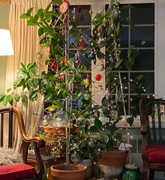 There's No Rule That Christmas Trees Have To Be Fir Trees, Is There? Orange Trees Work, Don't They? And Maybe A Baby Avocado Tree?