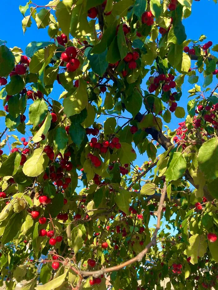 Berries :)