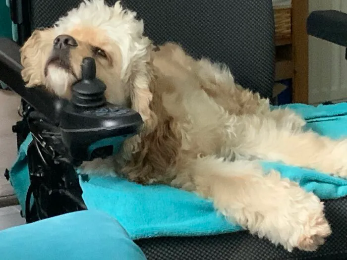 Lexi Lu Lu Pretending She Can Drive My Chair Whilst Half Asleep! Or Is It Half Awake?  Either Way She’s Just Dangerous!