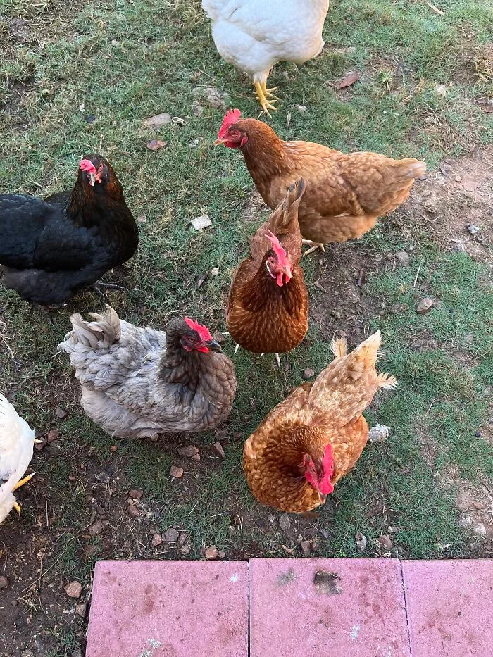 My Chicky Babies!!!