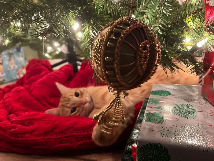 Poci Playing With An Ornament. He Always Takes Naps Under The Tree. He Is The Greatest Present Under There 💗