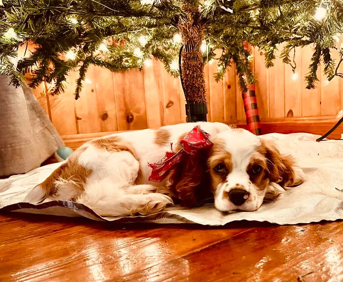 Best Gift Ever!  Say Hi To Mabel