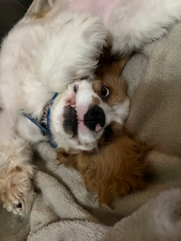 Tiny Teefs