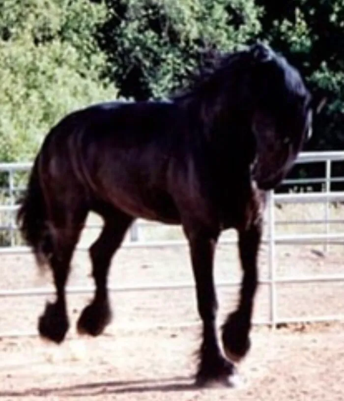Jouke (Yu-Ka) With All Fours Off The Ground The First Day We Finally Owned Him!  He Was So Excited And Happy!