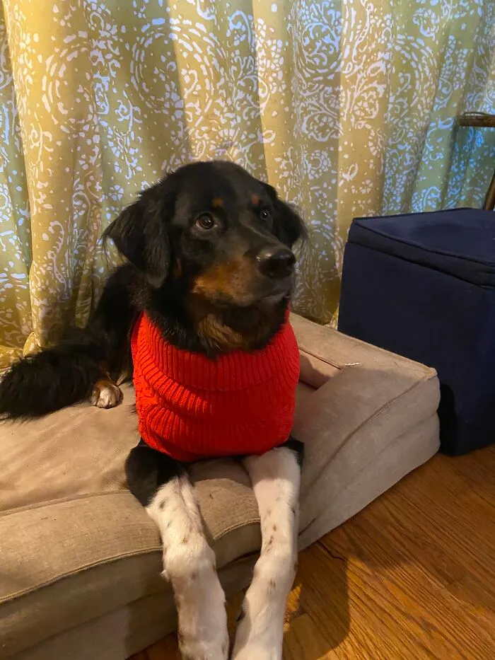 This Is Dolly