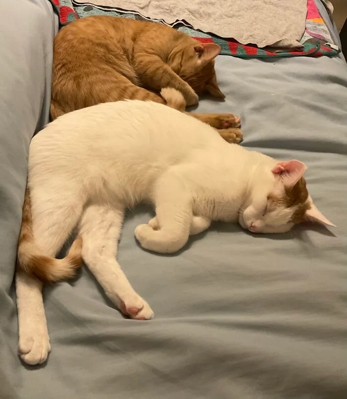 Buzz & Goose