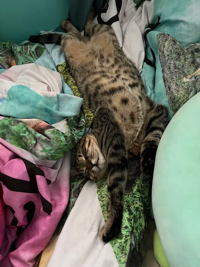 Sleepy Mr. Kitty