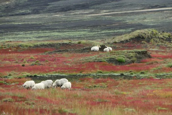 40 Photos Of Iceland That I Took In The Summer Of 2020