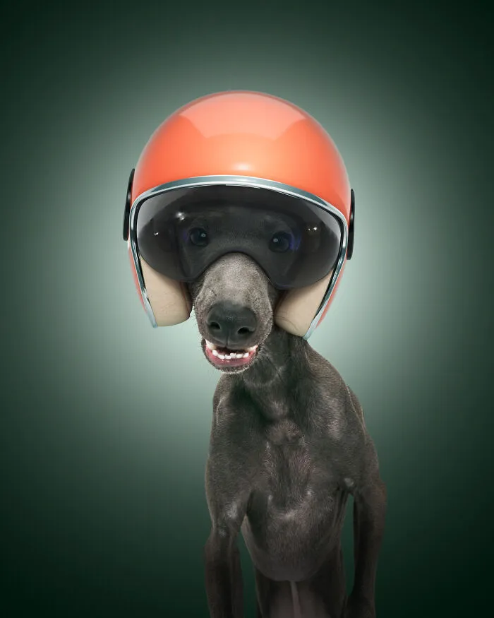 The Italian Greyhound (25 Mph)