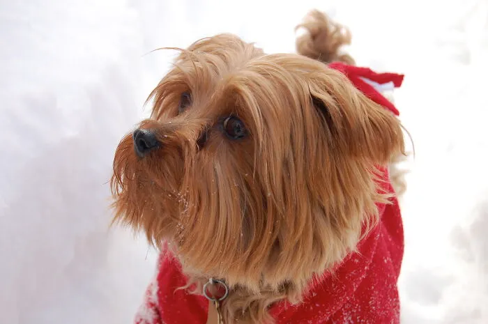 Lady In The Snow