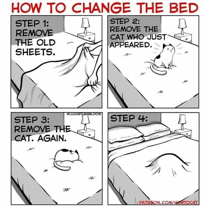 40 Relatable Comics If You've Ever Had A Cat, Created By This Artist (New Pics)