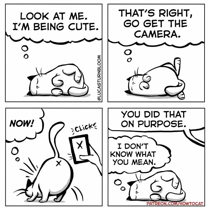 40 Relatable Comics If You've Ever Had A Cat, Created By This Artist (New Pics)
