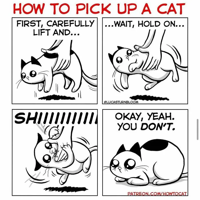 40 Relatable Comics If You've Ever Had A Cat, Created By This Artist (New Pics)
