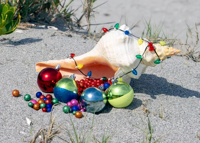 Christmas Conch