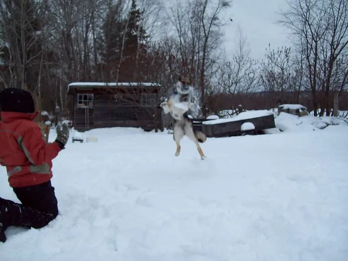 This Is Shelby, Germain Shepard/Husky Mix.  My Son Would Throw Snow Balls At Her And She Would Catch Every One Of Them!