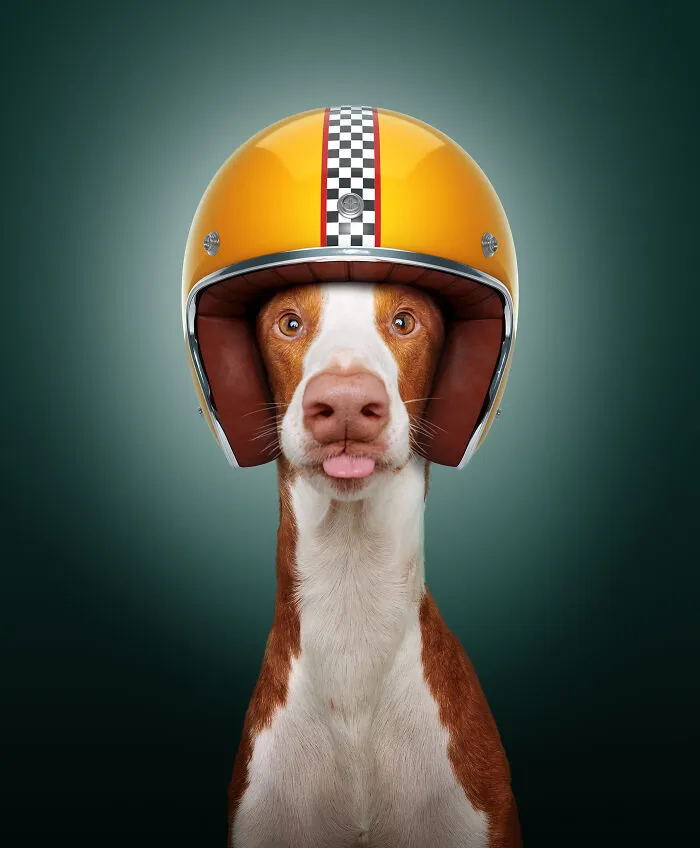 The Ibizan Hound (40 Mph)