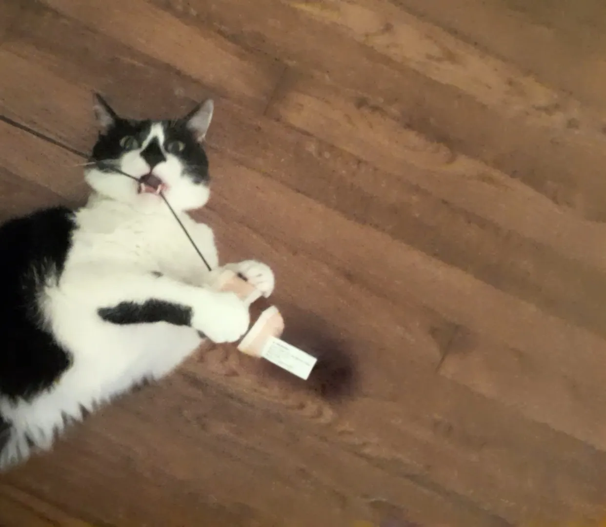 Post A Picture Of Your Cat